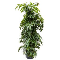Ficus Amstel King