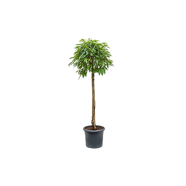 Ficus Amstel King Opstammet 250 cm