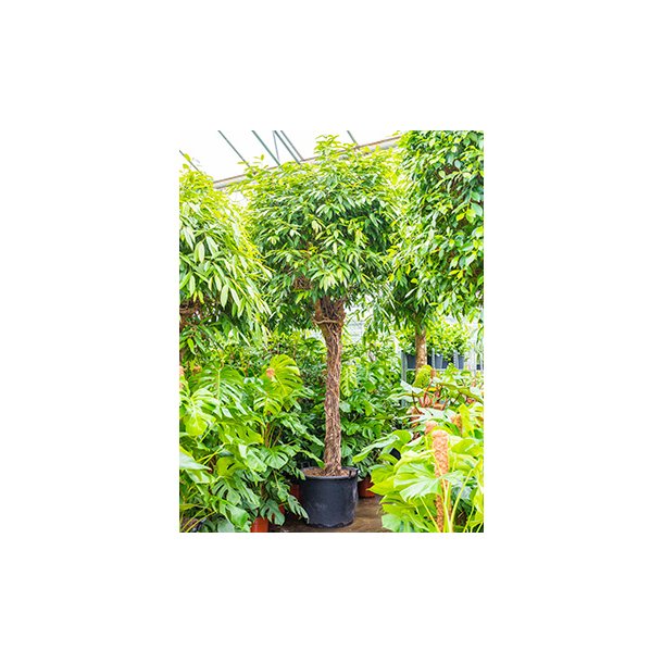 Ficus Amstel King Opstammet 350 cm