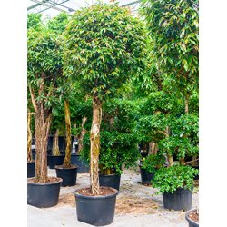Ficus Amstel King