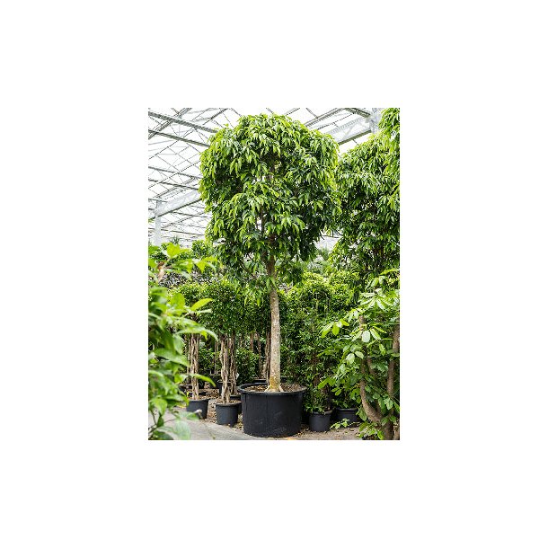 Ficus Amstel King Opstammet 550 cm