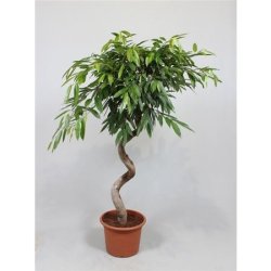Ficus Amstel King