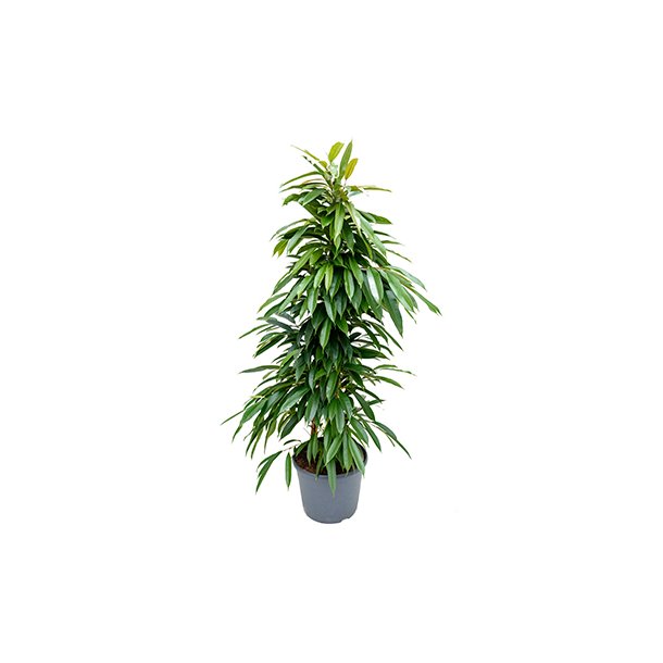 Ficus Amstel King Busk 140 cm