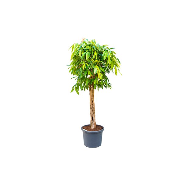 Ficus Amstel King Flettet stamme 180 cm