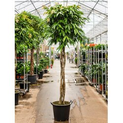 Ficus Amstel King