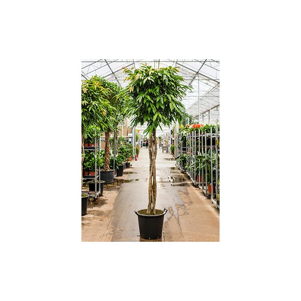 Ficus Amstel King Flettet stamme 300 cm