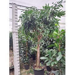Ficus Amstel King