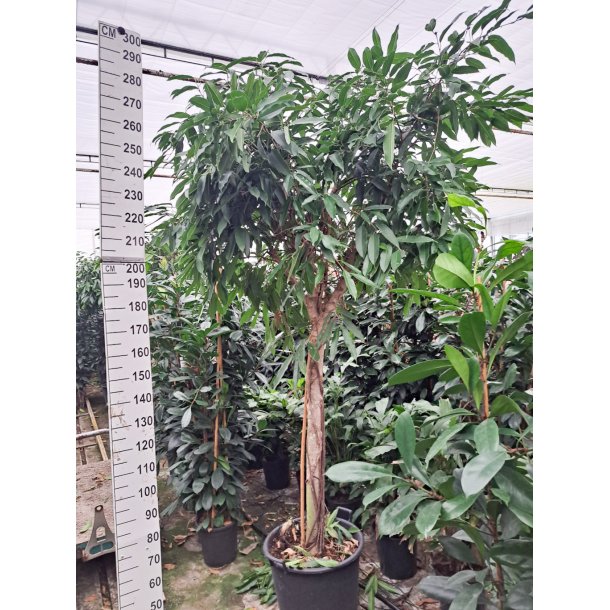 Ficus Amstel King Opstammet 300 cm