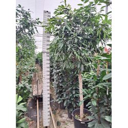 Ficus Amstel King