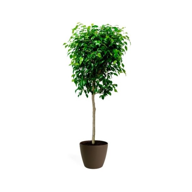 Ficus Benjamina Opstammet 250 cm