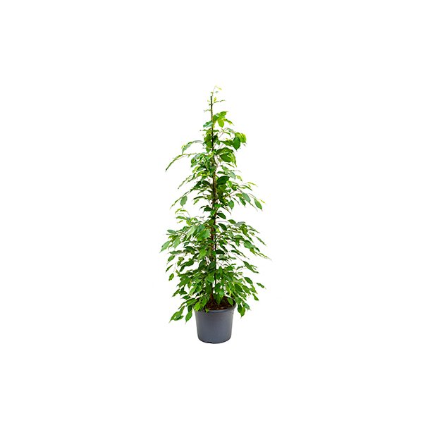 Ficus Benjamina Busk 120 cm