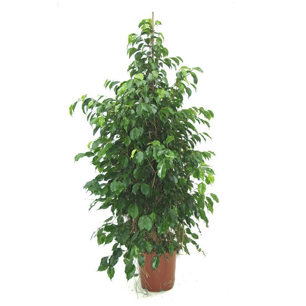 Ficus Benjamina Busk 140 cm