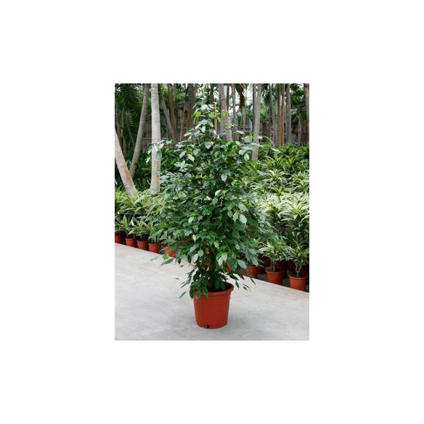Ficus Benjamina Busk 160 cm