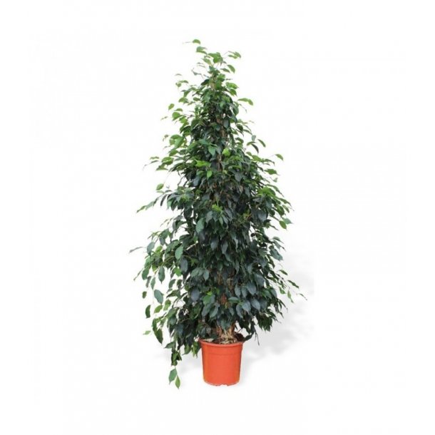 Ficus Benjamina Busk 180 cm