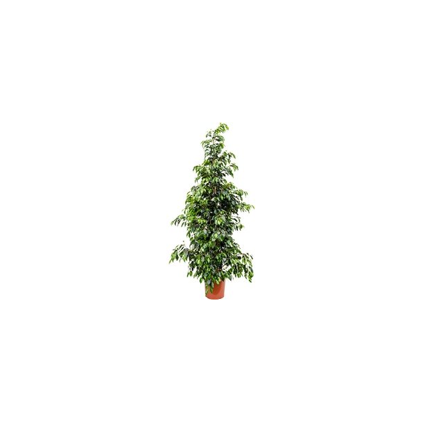 Ficus Benjamina Busk 250 cm