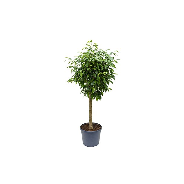 Ficus Benjamina Opstammet 120 cm