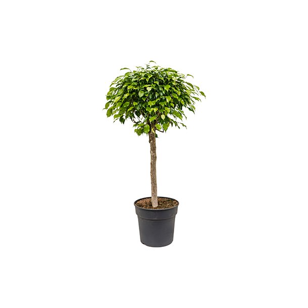Ficus Benjamina Opstammet 140 cm