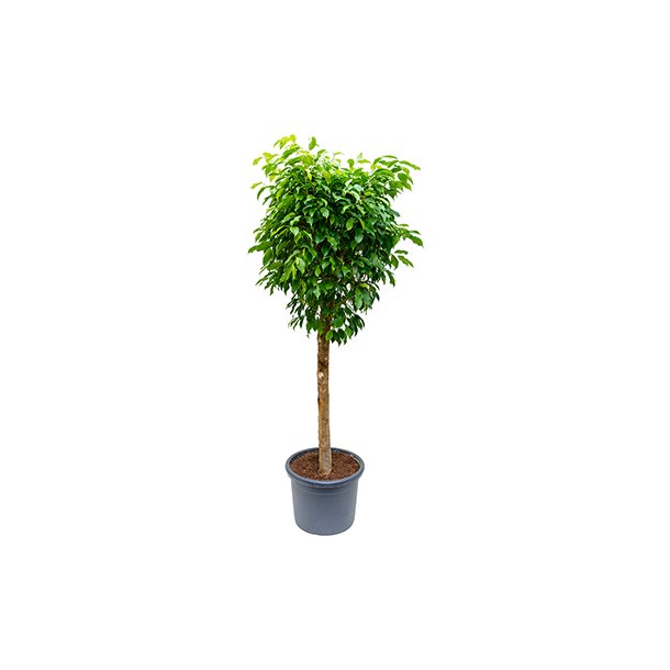 Ficus Benjamina Opstammet 160 cm