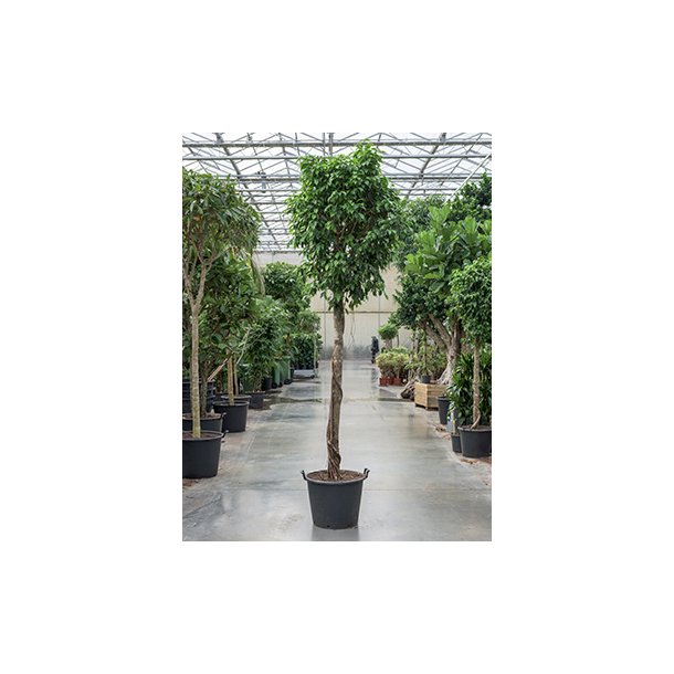 Ficus Benjamina Opstammet 325 cm