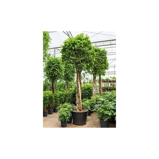 Ficus Benjamina Opstammet 340 cm