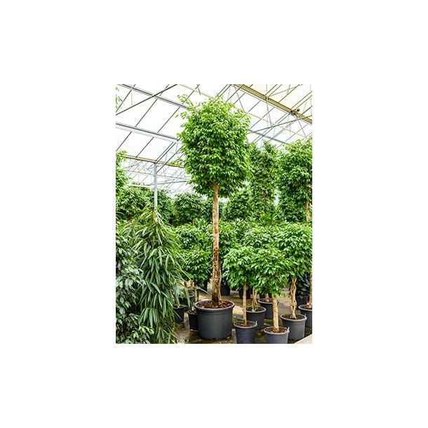Ficus Benjamina Opstammet 375 cm