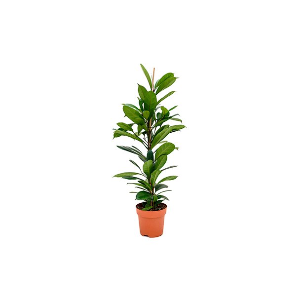 Ficus Cyathistipula Busk 110 cm