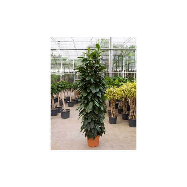 Ficus Cyathistipula Busk 170 cm