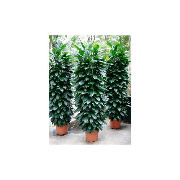 Ficus Cyathistipula Busk 200 cm