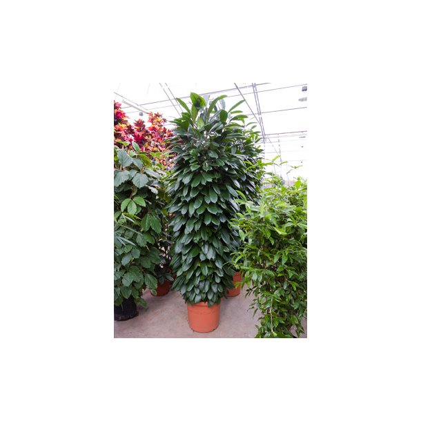 Ficus Cyathistipula Busk 250 cm