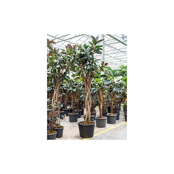 Ficus Elastica Abidjan (Ficus robusta) Flettet stamme 250 cm