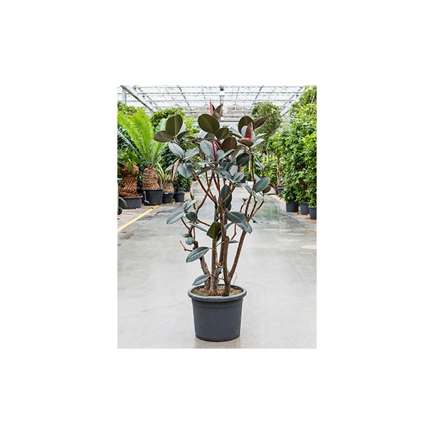 Ficus Elastica Abidjan (Ficus robusta) Grenet 160 cm