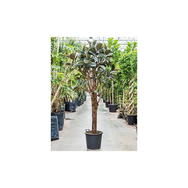 Ficus Elastica Abidjan (Ficus robusta) Opstammet 250 cm