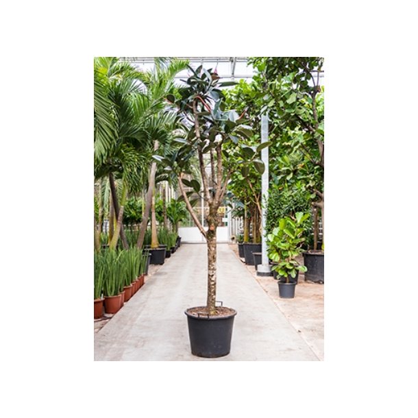 Ficus Elastica Abidjan (Ficus robusta) Opstammet 350 cm