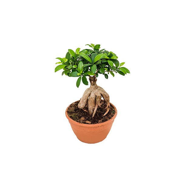 Ficus Microcarpa Bonsai 45 cm
