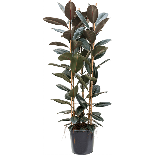 Ficus Elastica Abidjan (Ficus robusta) Busk 180 cm