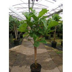 Ficus Lyrata