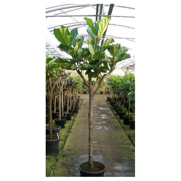 Ficus Lyrata Opstammet 190 cm