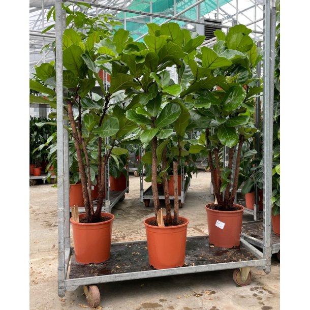 Ficus Lyrata Grenet 150 cm