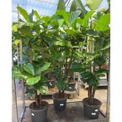 Ficus Lyrata