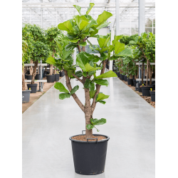Ficus Lyrata