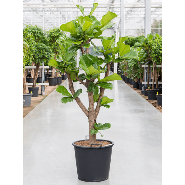 Ficus Lyrata Grenet 180 cm Kraftig
