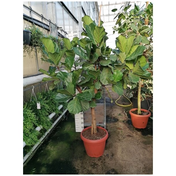 Ficus Lyrata Opstammet 210 cm