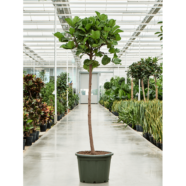 Ficus Lyrata Opstammet 230 cm