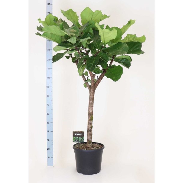 Ficus Lyrata Opstammet 180 cm