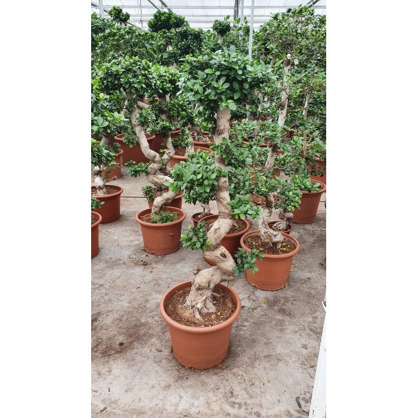 Ficus Microcarpa Bonsai 160 cm