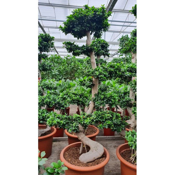 Ficus Microcarpa Bonsai 240 cm