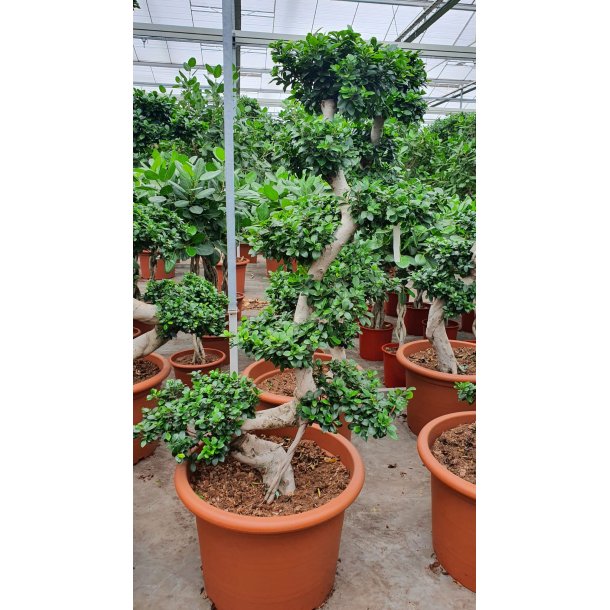 Ficus Microcarpa Bonsai 220 cm
