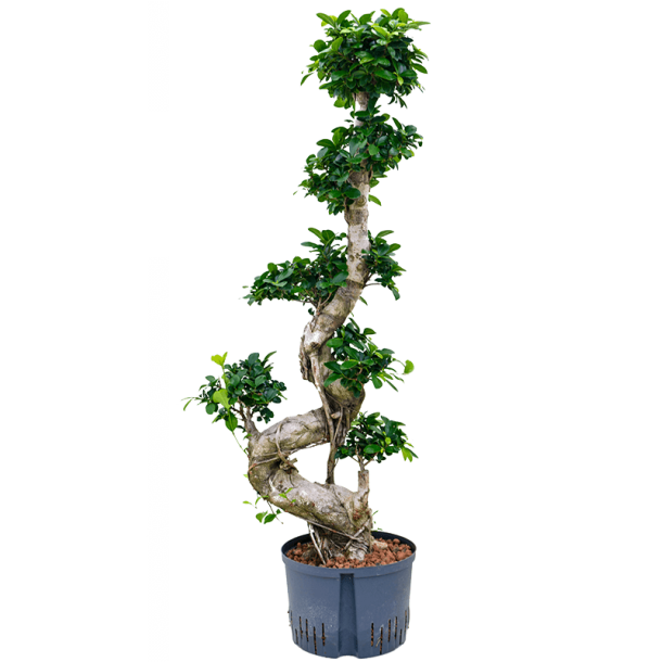 Ficus Microcarpa Spiral 120 cm