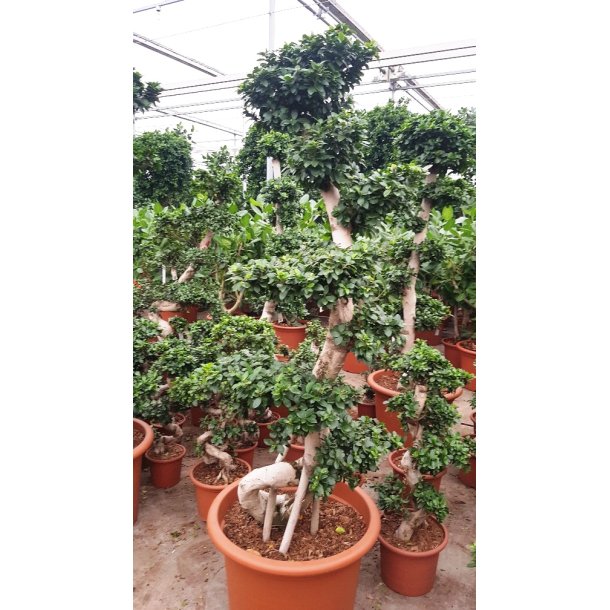 Ficus Microcarpa Bonsai 230 cm