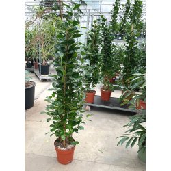 Ficus Microcarpa Moclame